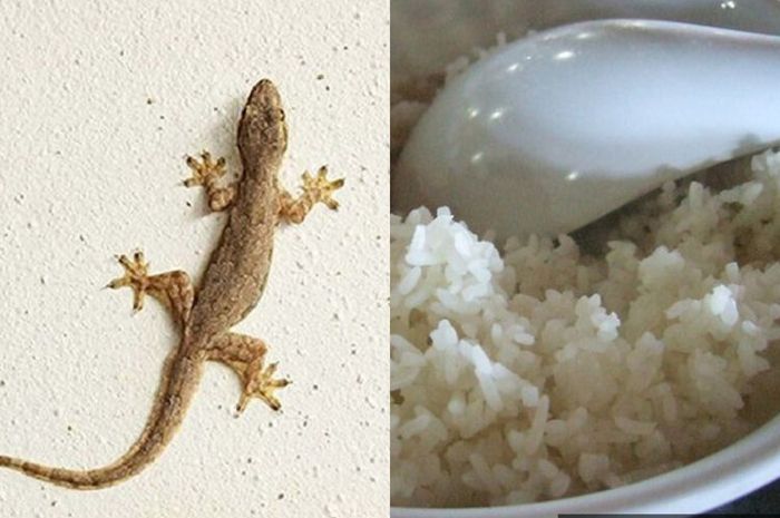 Bikin Jijik, Ternyata Cicak Suka Makan Sisa Nasi di Centong, Gunakan
