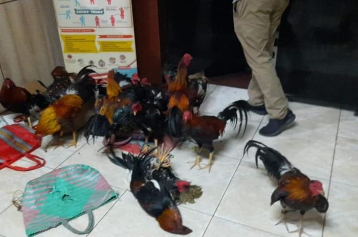 Tragis, Lakukan Razia Sabung Ayam Polisi Ini Malah Tewas Diserang Ayam-ayam yang Sedang Beradu ...