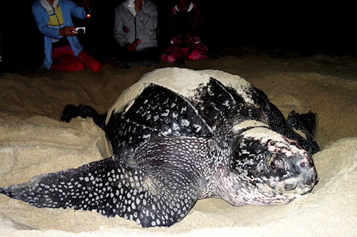 Sampah Jadi Ancaman Kelangsungan Hidup Hewan Ini, Lima Penyu Belimbing