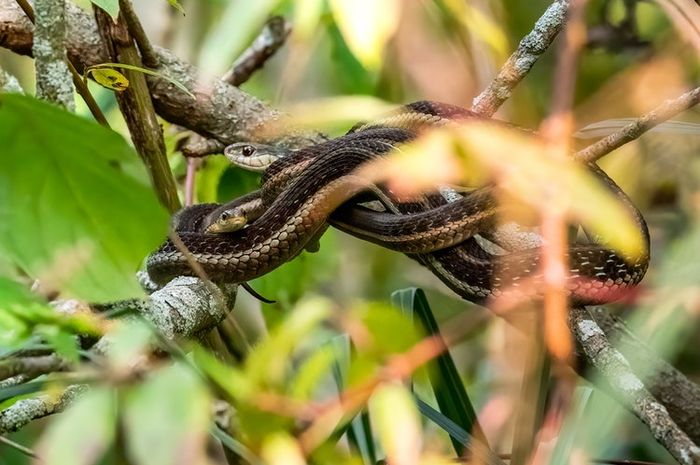 5 Cara Mudah dan Alami yang Bikin Ular Kapok Datang ke Rumah, Salah