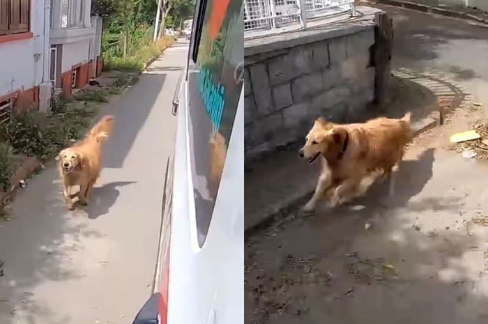 34 Mimpi anjing sakit