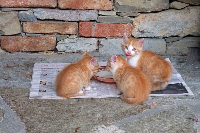 Bau Kotoran Kucing Menyengat? 4 Bahan Alami Ini Ampuh Mengatasinya