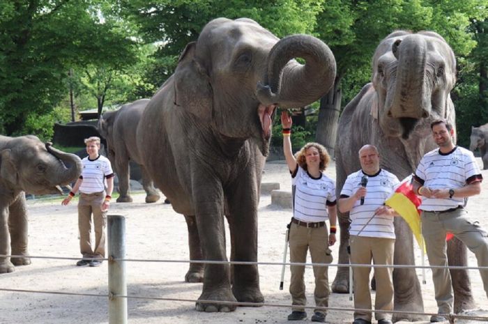 Gajah bernama Yashoda dari Kebun Binatang Hagenbeck di Hamburg, Jerman, memprediksi hasil laga Jerman versus Hungaria di Euro 2020.