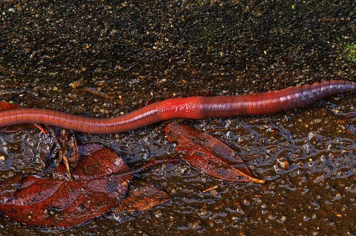 Mengenal Sistem Pernapasan Pada Cacing Yang Bernapas Dengan Kulit Semua Halaman Kids Mengenal Sistem Pernapasan Pada Cacing Yang Bernapas Dengan Kulit Semua Halaman Kids