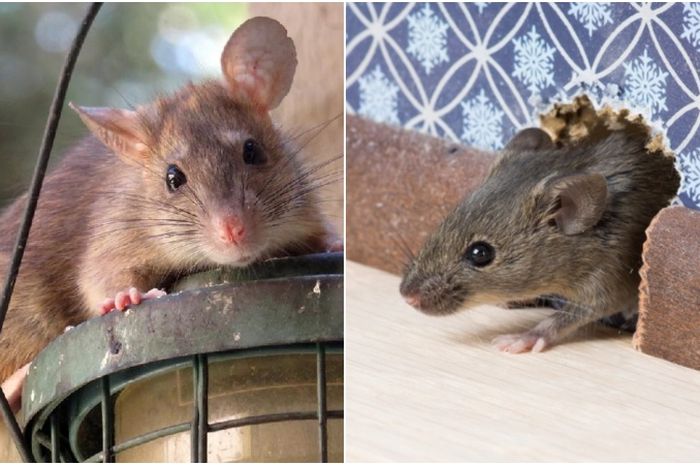 Gak Perlu Pakai Racun, Cara Usir Tikus di Rumah Cukup Semprot dengan