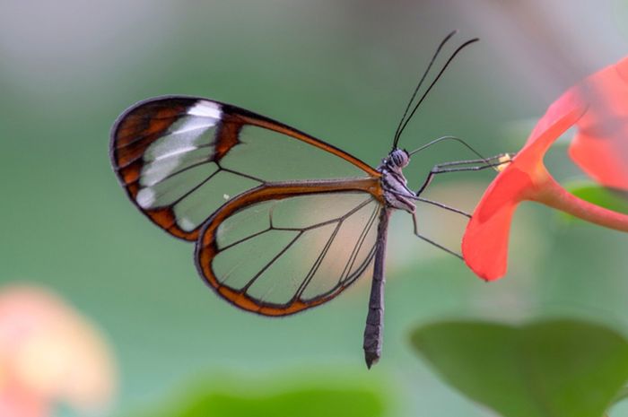 Ilmuwan Menemukan Bagaimana Sayap  Transparan Kupu  kupu  Ini 