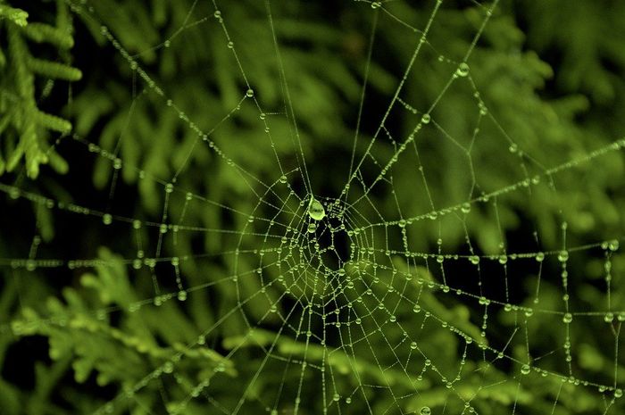 Cara Mudah Membasmi LabaLaba dari Rumah, Cuma Pakai 4 Bahan Alami yang
