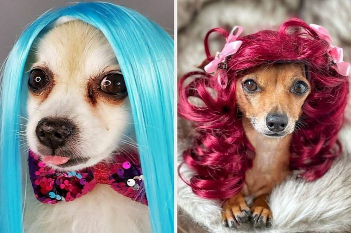 Gemas! Simak PotretPotret Anjing yang Dipakaikan Rambut Palsu oleh