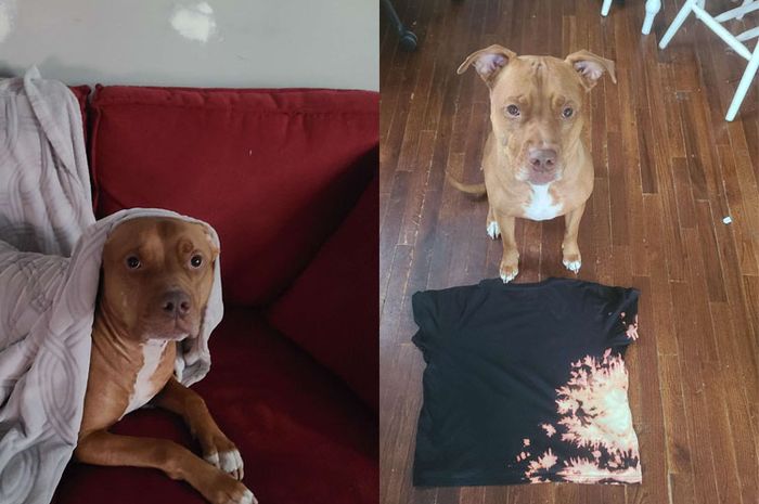 Kocak! Anjing Ini Tumpahkan Pemutih pada Baju Pemiliknya, Hasilnya