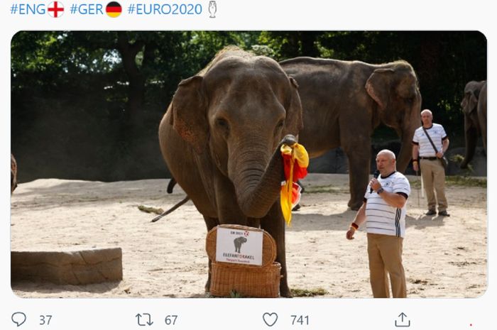 Gajah Yashoda di Kebun Binatang Hagenbeck, Hamburg, memberi kabar buruk bagi fans Timnas Inggris untuk babak 16 besar Euro 2020.