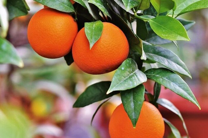 4 Makanan yang Bisa Tingkatkan Imunitas Tubuh, dari Jeruk hingga