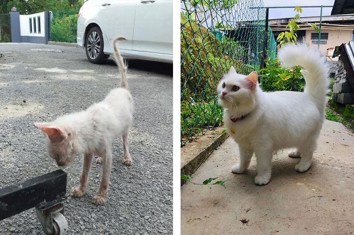 Awalnya Kurus dan Tak Terawat, Lihat Perubahan Kucing Ini