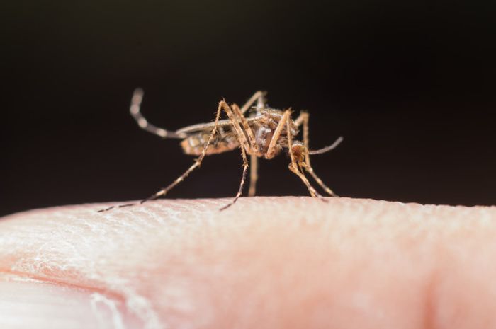 Dimanakah nyamuk malaria berkembang biak