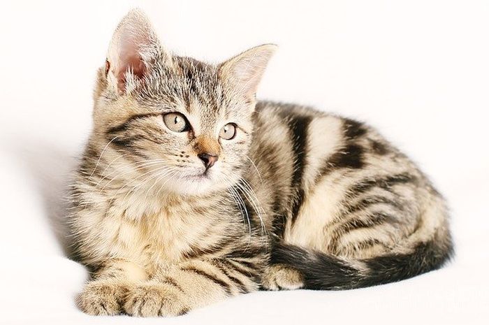 Sedang Bahagia atau Tak Mau Diganggu, Kenali Bahasa Kucing lewat