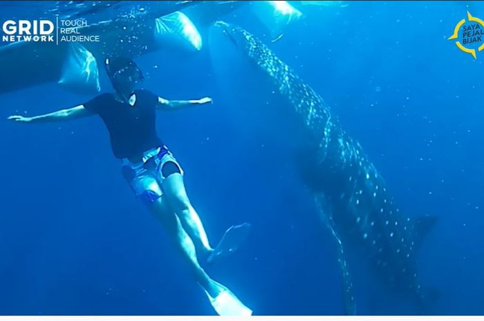 Video Jelajah Alam: Berenang Bersama Hiu Paus Raksasa di Gorontalo