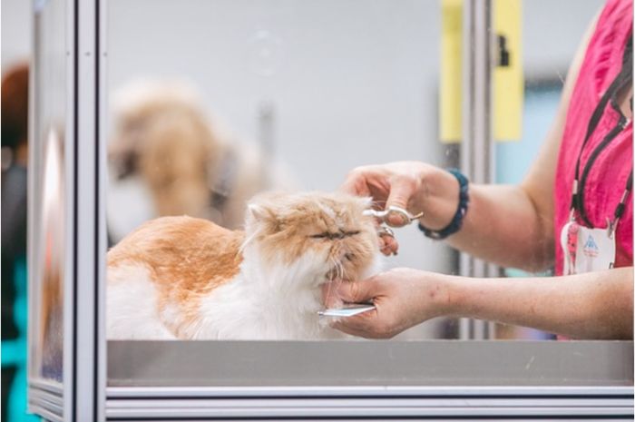 Sedang PPKM Darurat, Grooming Kucing Sendiri di Rumah Juga Bisa! Ini