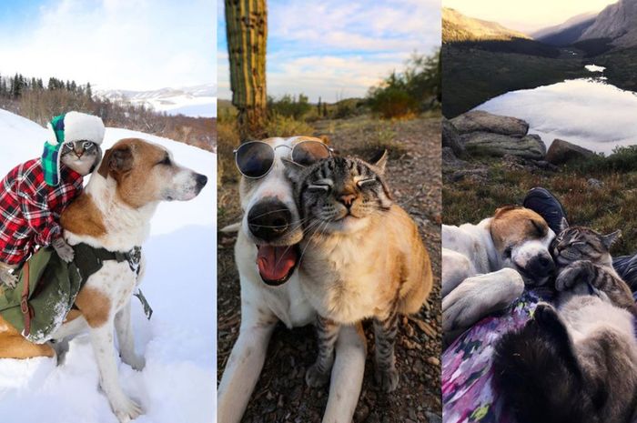 Gemas! Anjing dan Kucing Ini Bisa Akur Bahkan Jalan-Jalan Bersama dan