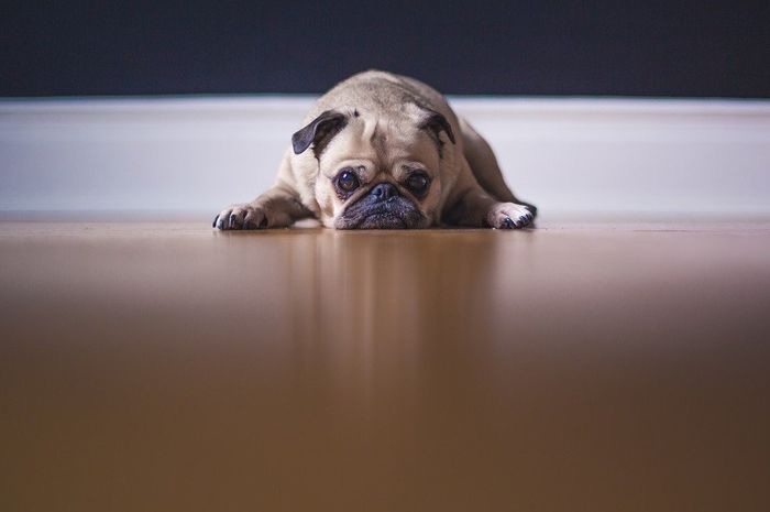 Anjing Berlari saat Ada Petir? Bisa Jadi Karena Fobia! Kenali 5 Fobia