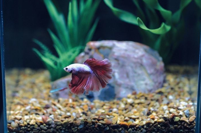 Mengapa Ikan Cupang Suka Bertarung? Inilah Penyebab dan Cara