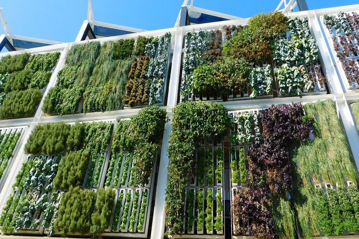 Langkah Mudah Membuat Taman Vertikal, dari Membangun