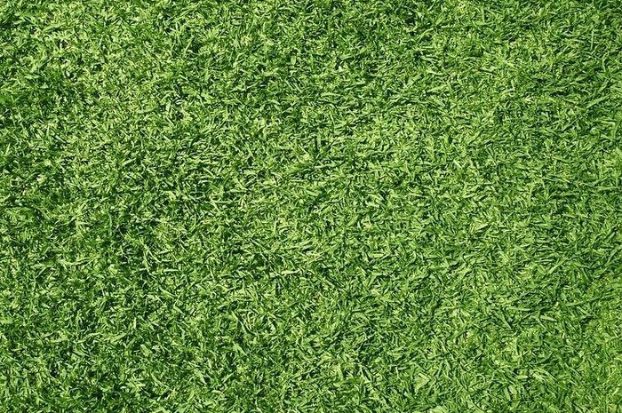 Rumput di Rumah Tibatiba Menguning? Bisa Jadi 4 Hal Ini Jadi