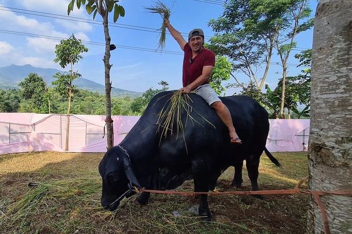 Enam Artis Tanah Air Borong Sapi Jumbo untuk Kurban Hari Raya, Ada