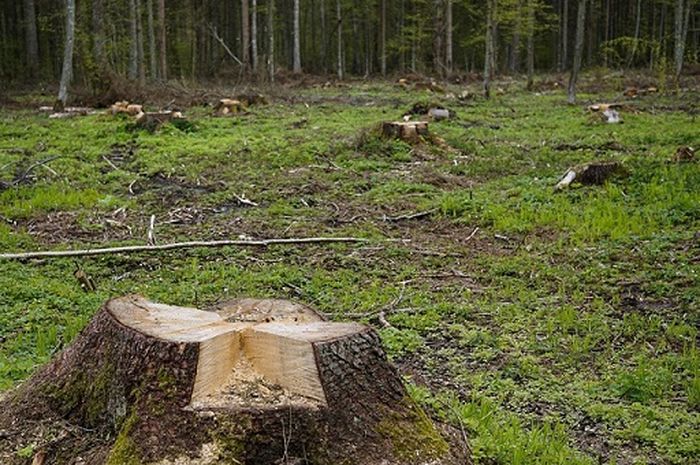 Akibat dari Penebangan Liar di Hutan, Materi Kelas 3 SD Tema 1 Bobo