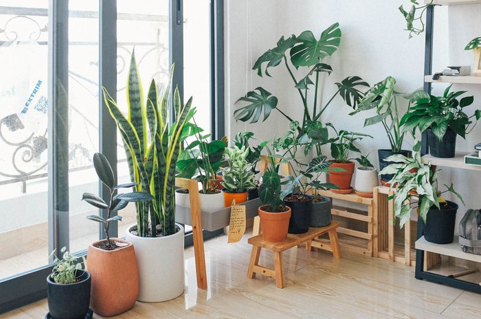 Plants that make the air clean. The following answers make a chart / diagram / model about the causes of disturbances in the human respiratory system.