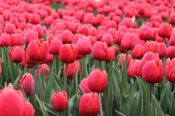 Rangkuman Jawaban Ciri Khas Bunga Tulip, Bentuk dan Warnanya, Kelas 3