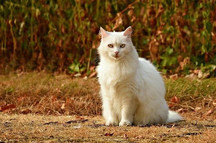 Benarkah Bulu Kucing Bisa Membuat Seseorang Jadi Mandul atau Bisa