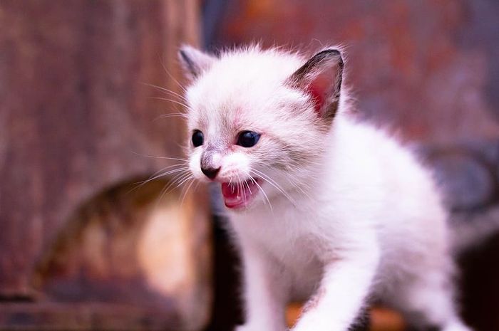 Apa Saja Faktor yang Memengaruhi Pertumbuhan Kucing? Materi Kelas 3 SD