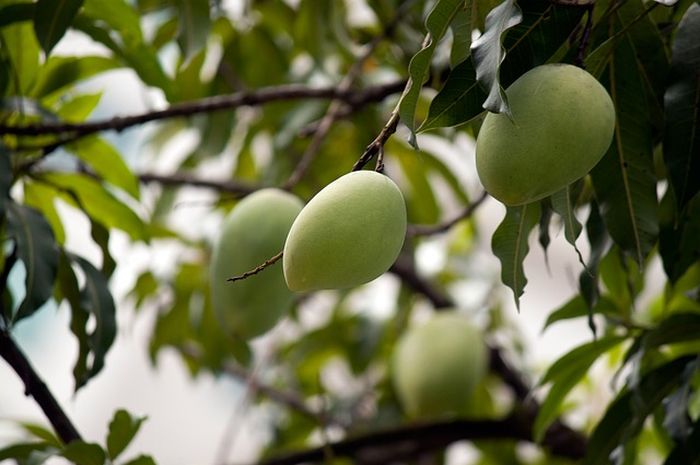 Mangga berkembang biak dengan cara
