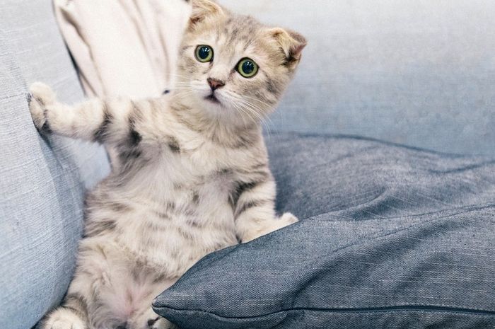 Biasakan Mengelus Kucing agar Kucing jadi Penurut, Ketahui 4 Cara