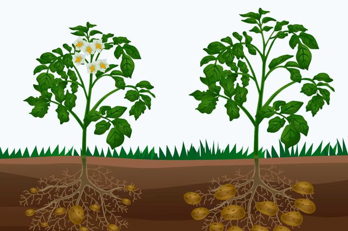 Anak-anak sedang belajar tentang umbi batang di sekolah dasar