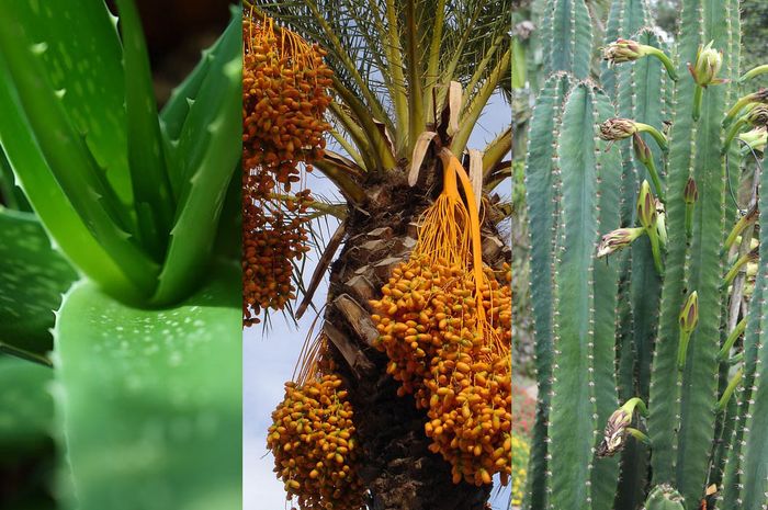 Contoh Contoh Tumbuhan Xerofit dari Lidah Buaya hingga Contoh Contoh Tumbuhan Xerofit dari Lidah Buaya hingga