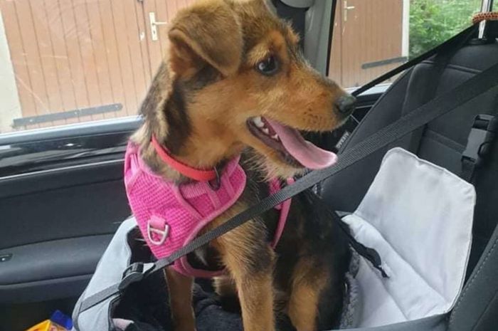 Bikin Terharu, Orang Baik Ini Menolong Seekor Anjing yang Berlindung di