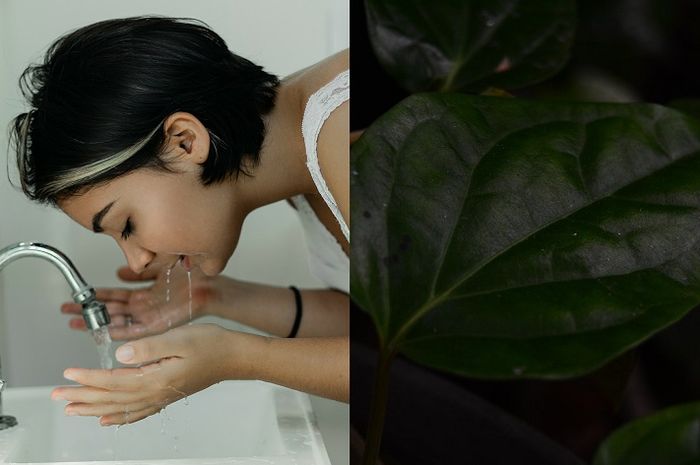 Air Sirih Cuci Luar: Rahasia Alami Kesehatan dan Kebersihan dari Warisan Nusantara