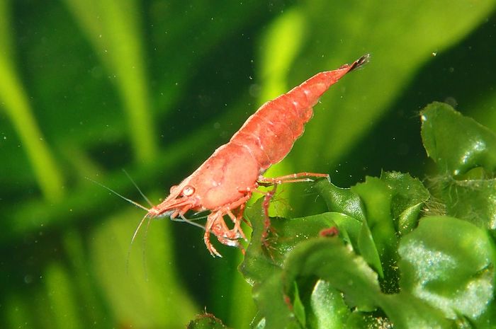 Malamnya Mimpi Menangkap Udang Esoknya Pria Ini Malah Mendapatkan Keberuntungan Tak Terduga Rupanya Inilah Arti Mimpi Berkaitan Dengan Udang Semua Halaman Suar