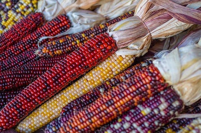 Bukan Hanya Kuning, Benarkah Warna Jagung Sangat Beragam? - Adjar