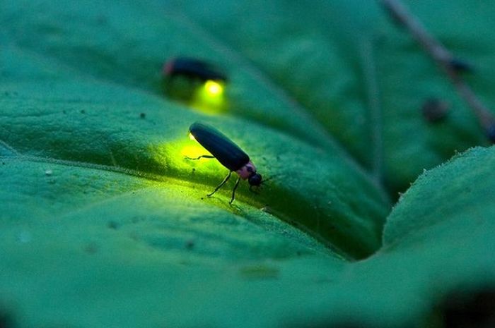 firefly-meaning-and-symbolism1j-20210917083933.jpg (700×465)