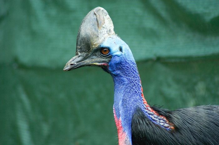 Contoh Hewan Endemik Asli dari Indonesia Bagian Timur - Kids