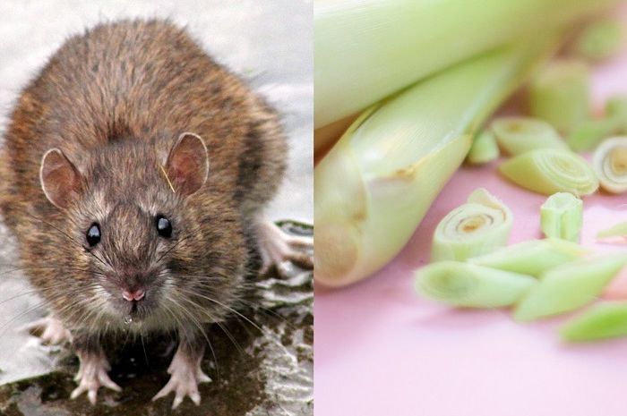 Cara mengusir tikus dengan serai sangat mudah, yuk coba!