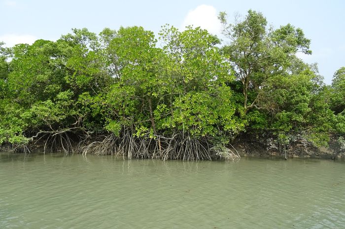 Salah satu fungsi hutan mangrove adalah melindungi pantai dari abrasi hal ini merupakan fungsi