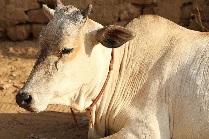 Contoh Penyakit yang Menyerang Sistem Peredaran Darah Hewan