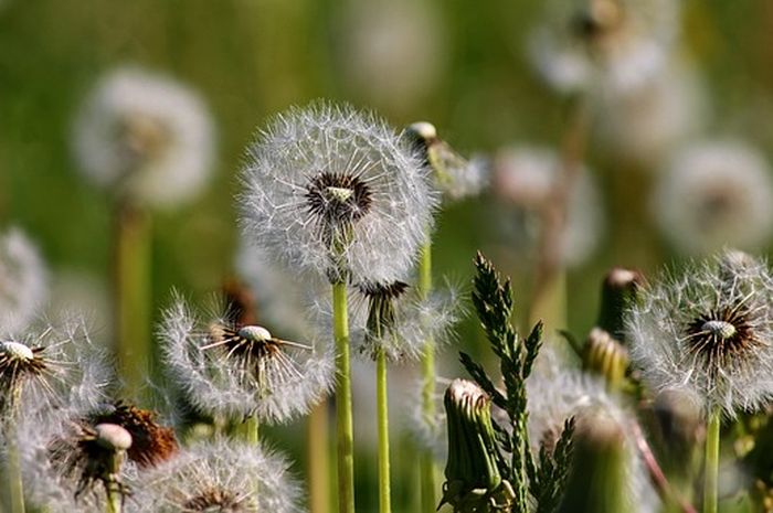 Bunga dandelion