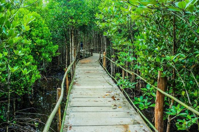 Gambar Hutan Bakau