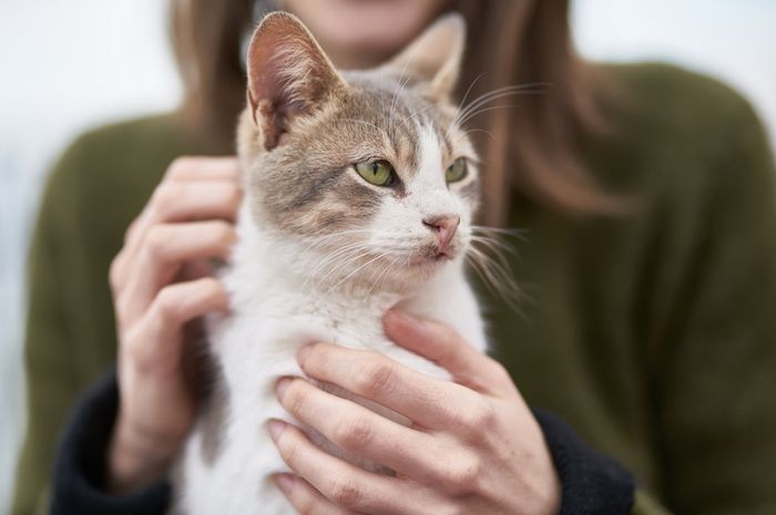 Pemilik Kucing Wajib Tahu! Suara Dengkuran Kucing Ternyata Beri Manfaat