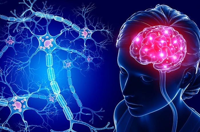 Gambar ilustrasi tentang otak Anda yang menampung jaringan neuron yang menerima dan meneruskan informasi sensorik. Sel saraf melakukan pekerjaan penting di seluruh tubuh.