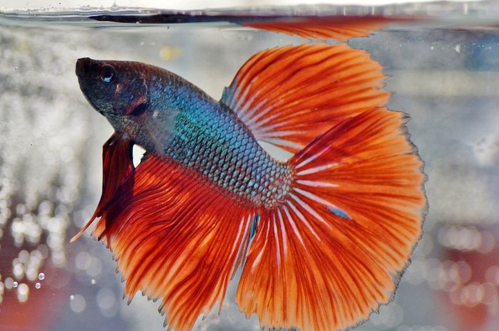 Arti Mimpi Melihat Ikan Hias atau Cupang, Ternyata Jadi Pertanda Baik