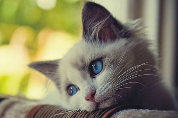 Perhatikan 6 Tanda-tanda Ini Secepatnya, Ternyata Ini Penyebab Kucing ...